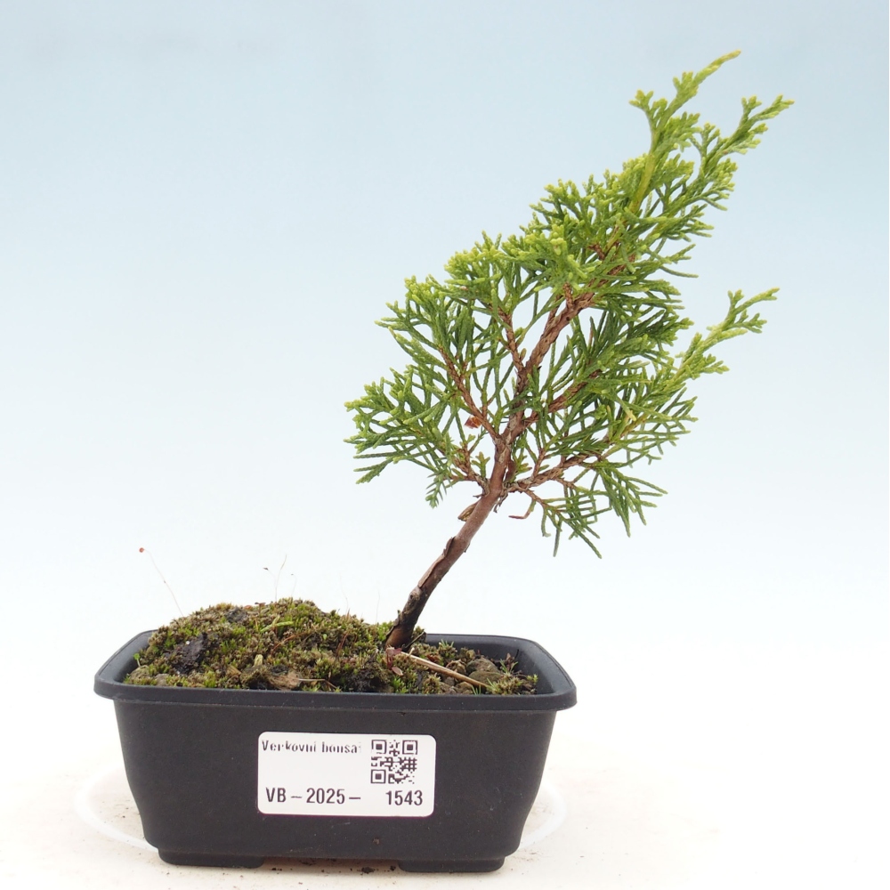 Venkovní bonsai - Juniperus chinensis Itoigawa -Jalovec čínský
