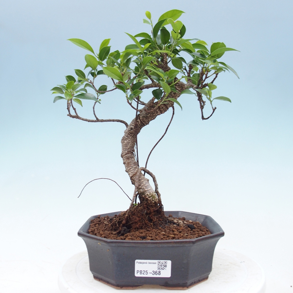 Pokojová bonsai - Ficus retusa -  malolistý fíkus