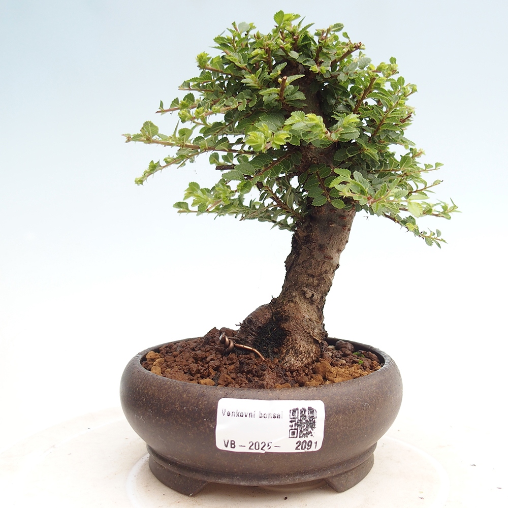 Venkovní bonsai - Ulmus parvifolia Hokkaido - jilm Činski
