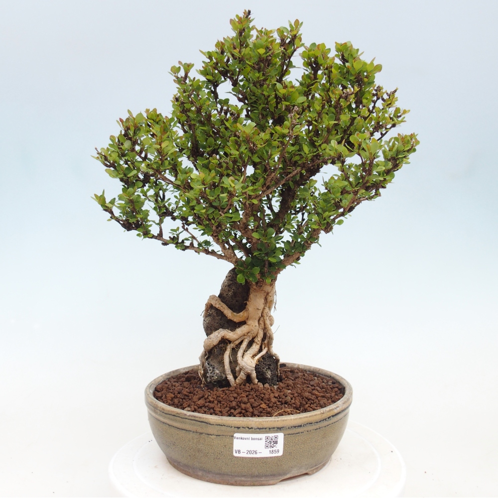 Venkovní bonsai - Berberis coreana - Dřištál korejský