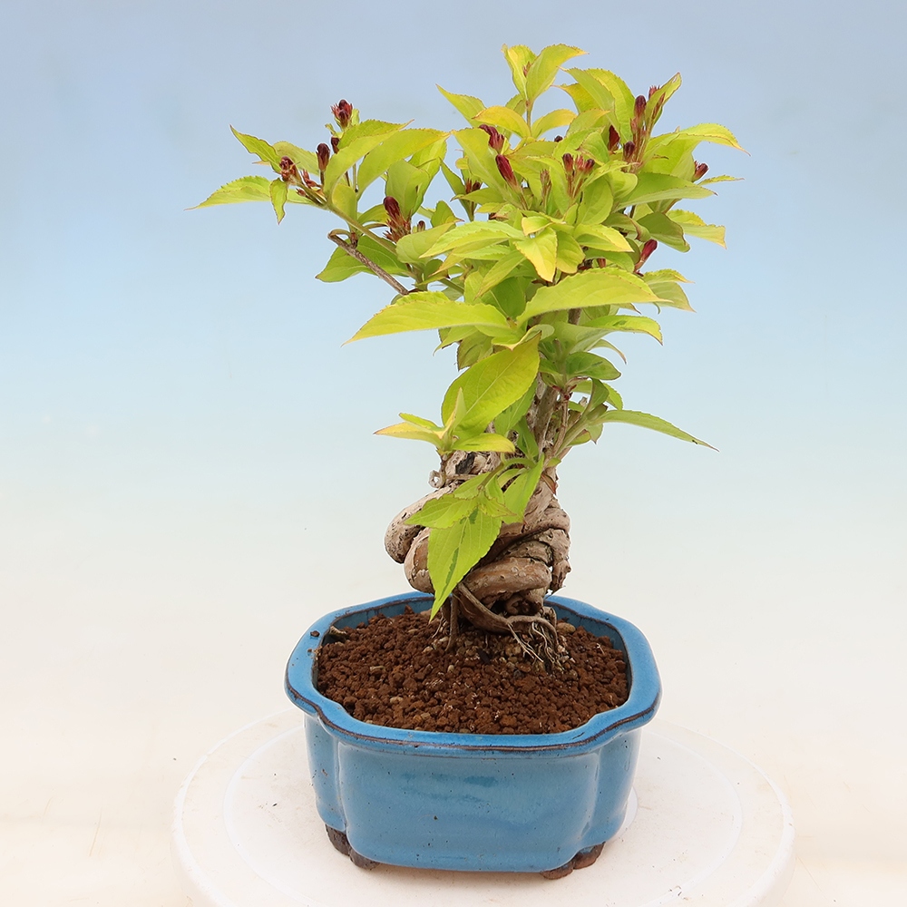 Venkovní bonsai - Weigela subsessilis - Vajgélie korejská