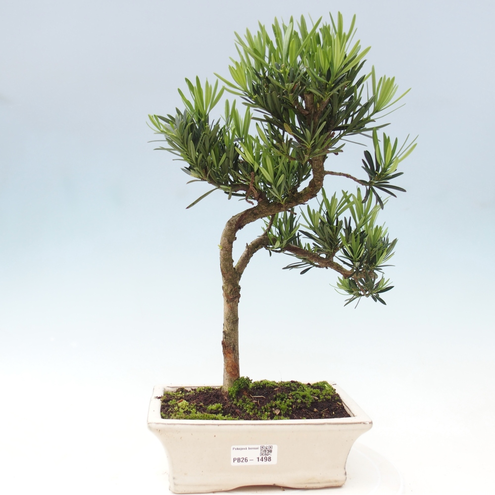 Pokojová bonsai - Podocarpus - Kamenný tis
