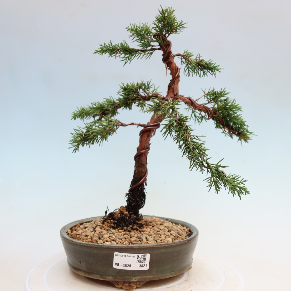 Venkovní bonsai - Juniperus chinensis Kishu -Jalovec čínský
