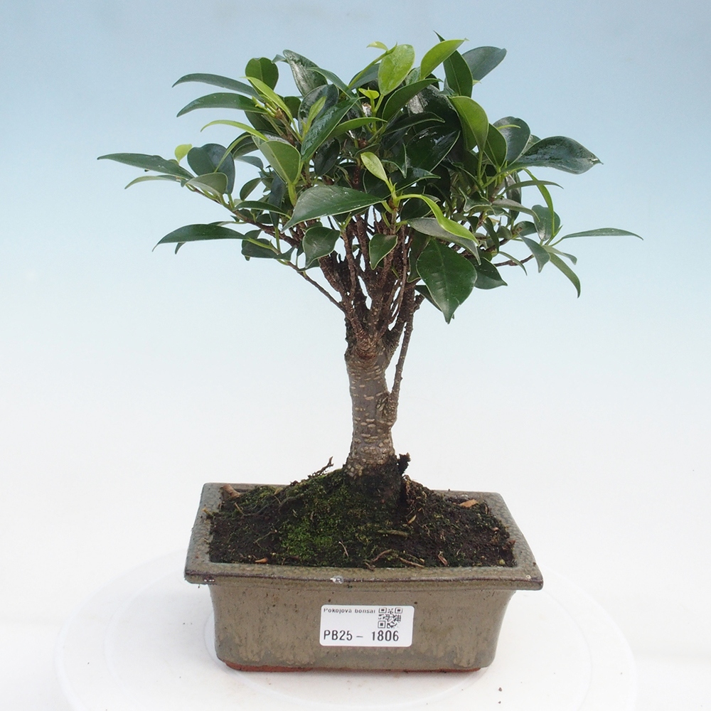 Pokojová bonsai - Ficus retusa -  malolistý fíkus