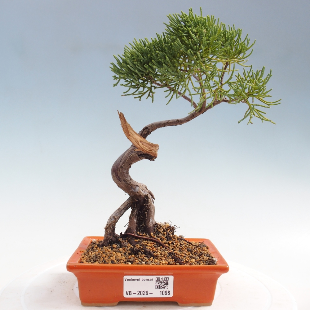 Venkovní bonsai - Juniperus chinensis Kishu -Jalovec čínský
