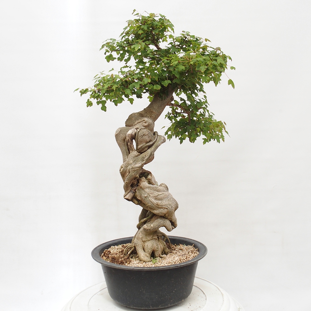 Venkovní bonsai - Acer Buergerianum - Javor Burgerův