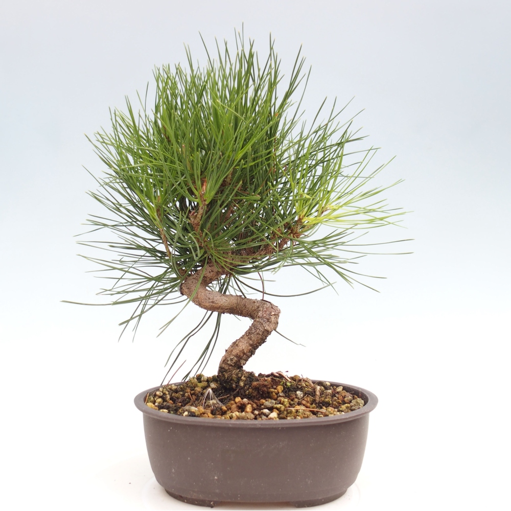 Venkovní bonsai - Pinus thunbergii - Borovice thunbergova
