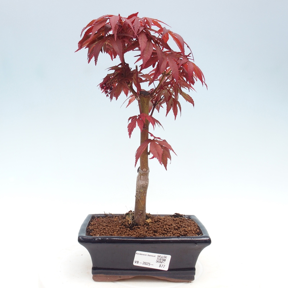 Venkovní bonsai - Acer palm. Atropurpureum-Javor dlanitolistý