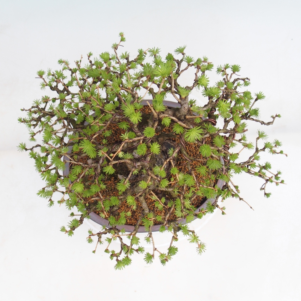 Venkovní bonsai -Larix decidua - Modřín opadavý 