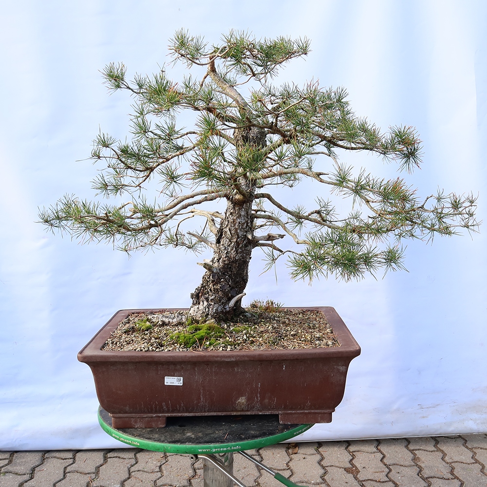 Pinus sylvestris Španělsko - borovice lesní