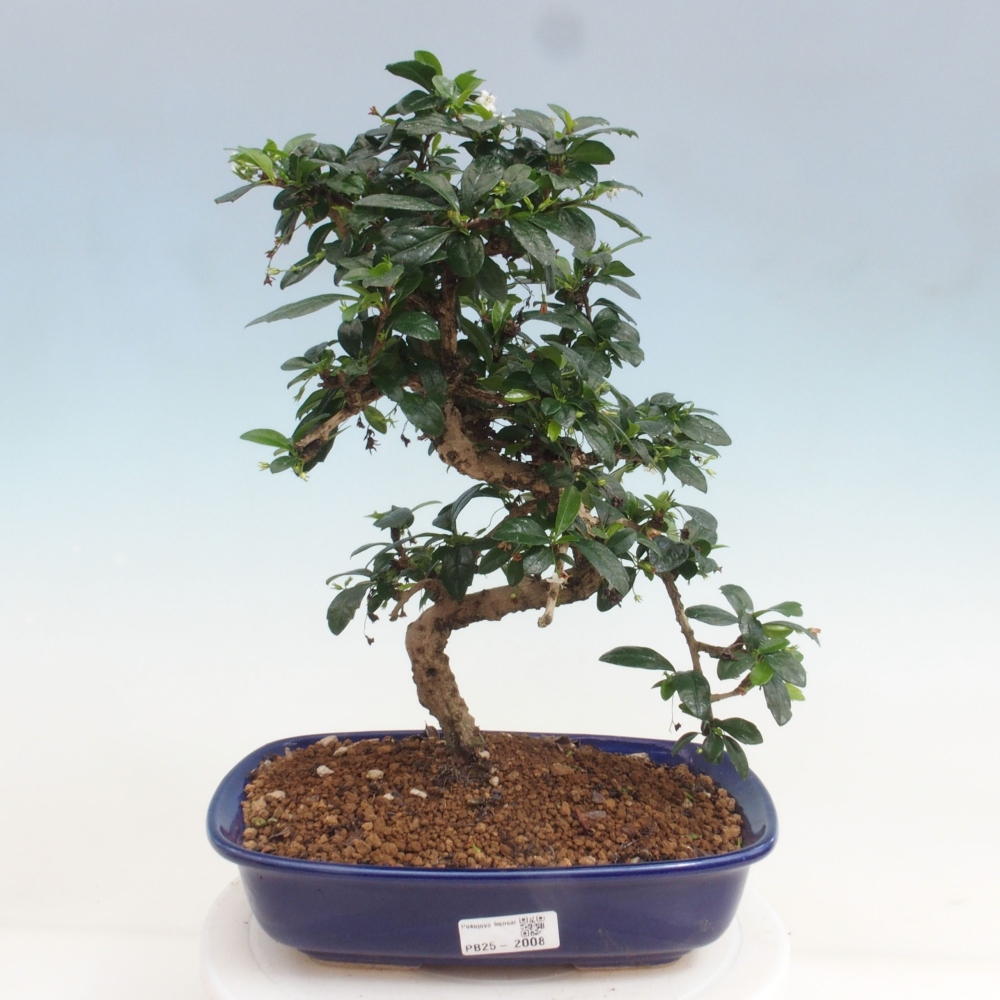 Pokojová bonsai - Carmona macrophylla - Čaj fuki
