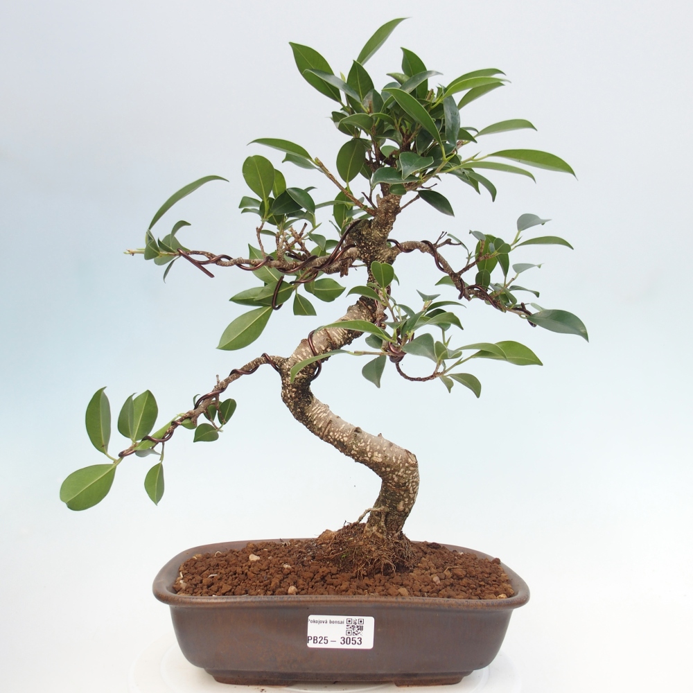 Pokojová bonsai - Ficus kimmen -  malolistý fíkus