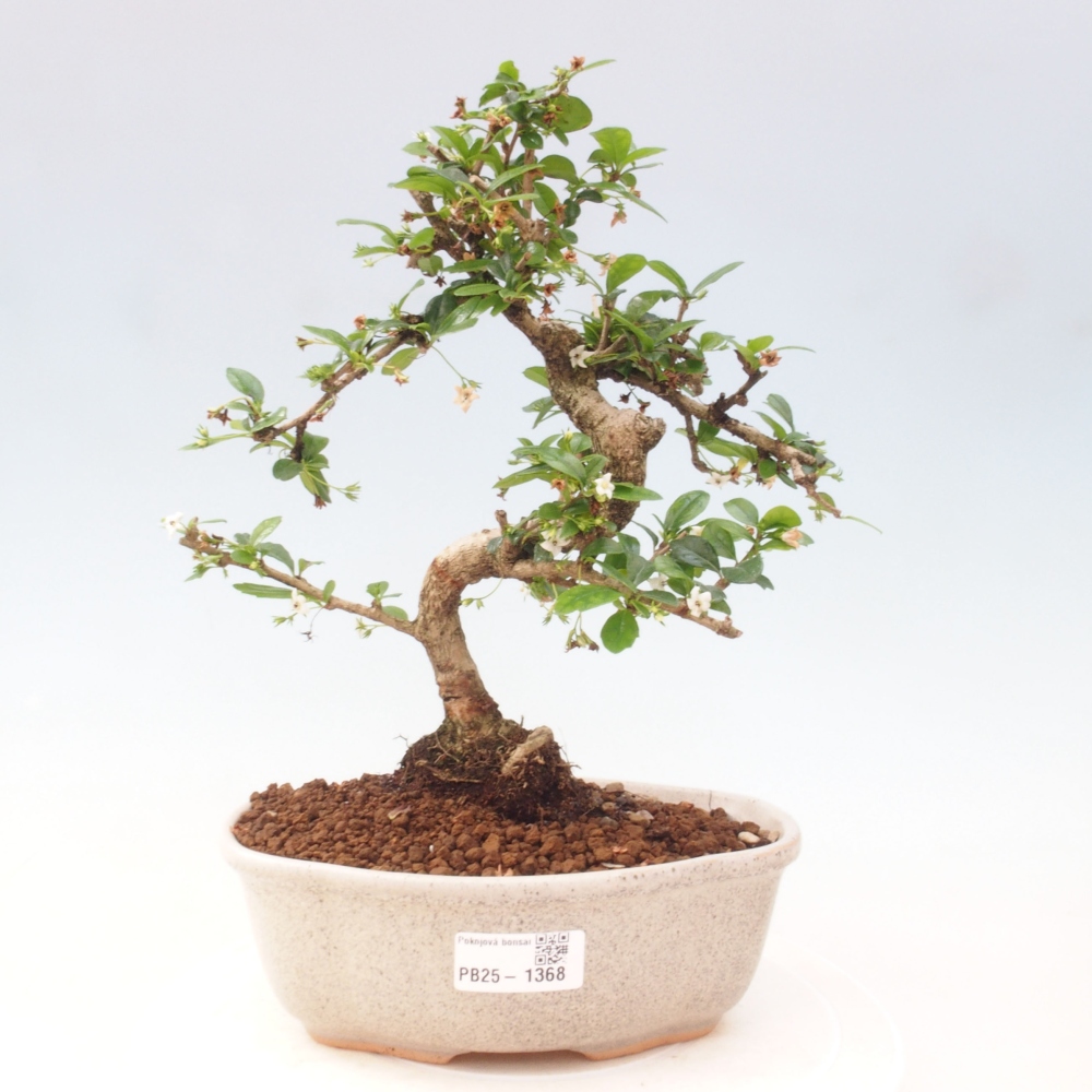 Pokojová bonsai - Carmona macrophylla - Čaj fuki