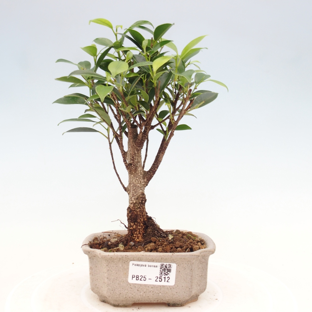 Pokojová bonsai Ficus retusa kimmen