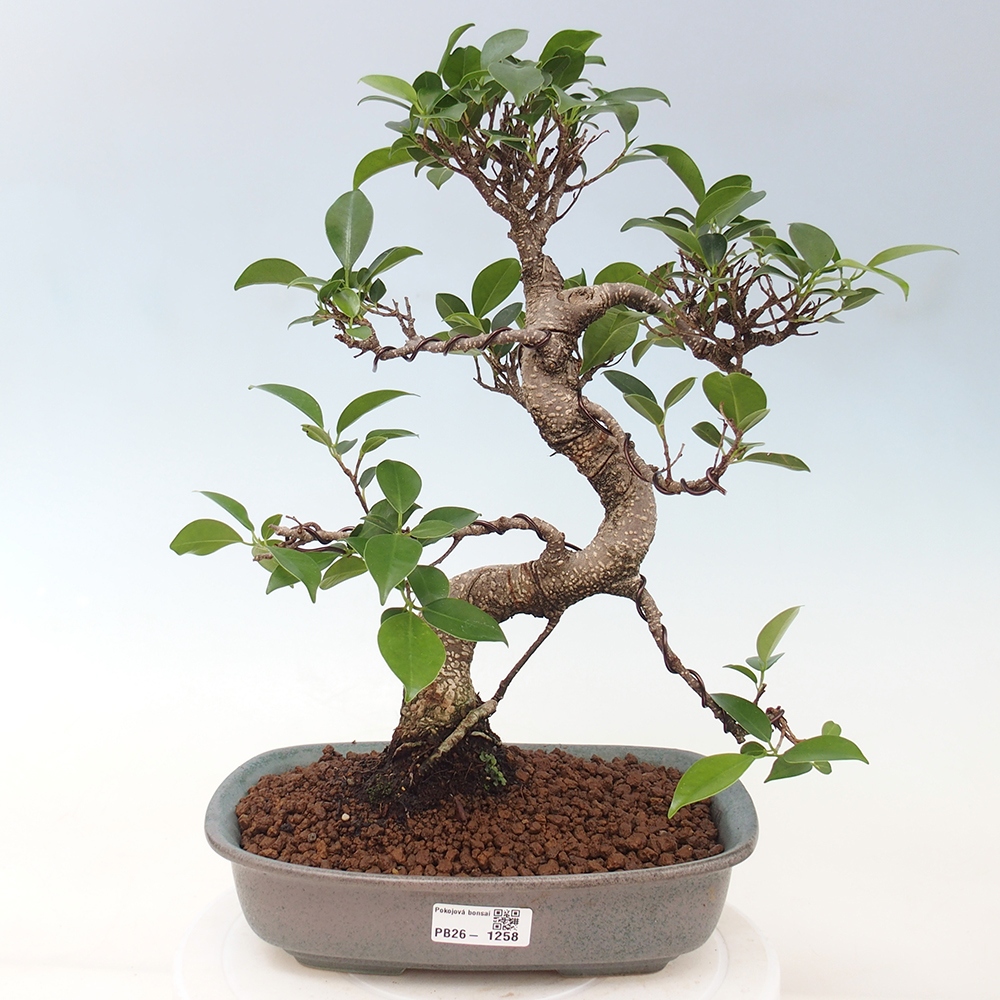 Pokojová bonsai - Ficus kimmen -  malolistý fíkus