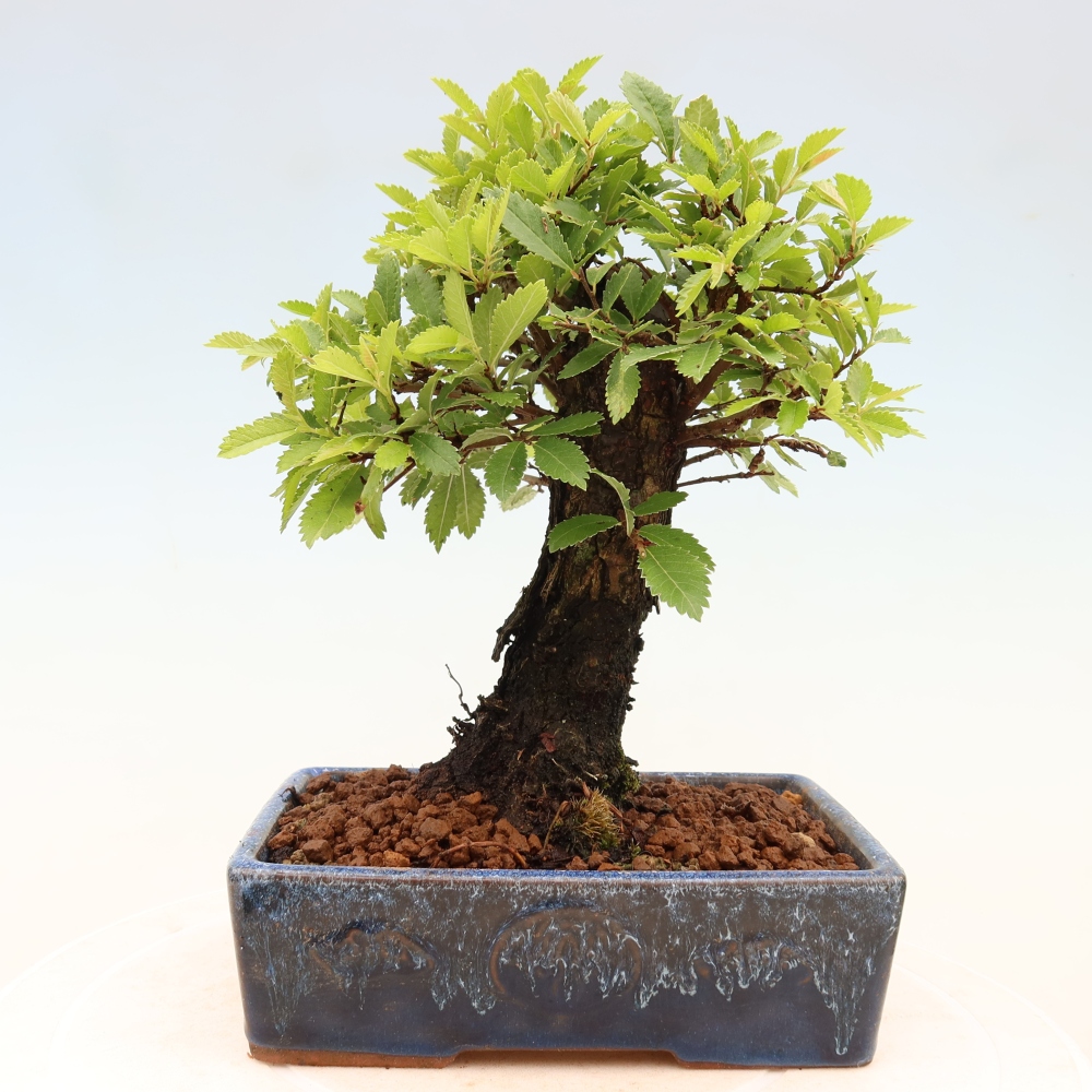 Venkovní bonsai - Zelkova - Zelkova NIRE