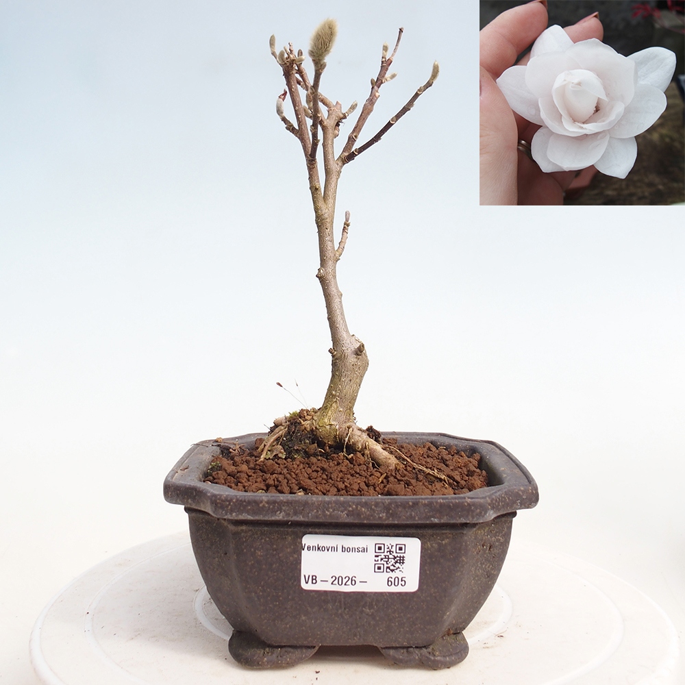 Venkovní bonsai - Magnolia stellata  -  Šácholán hvězdokvětý