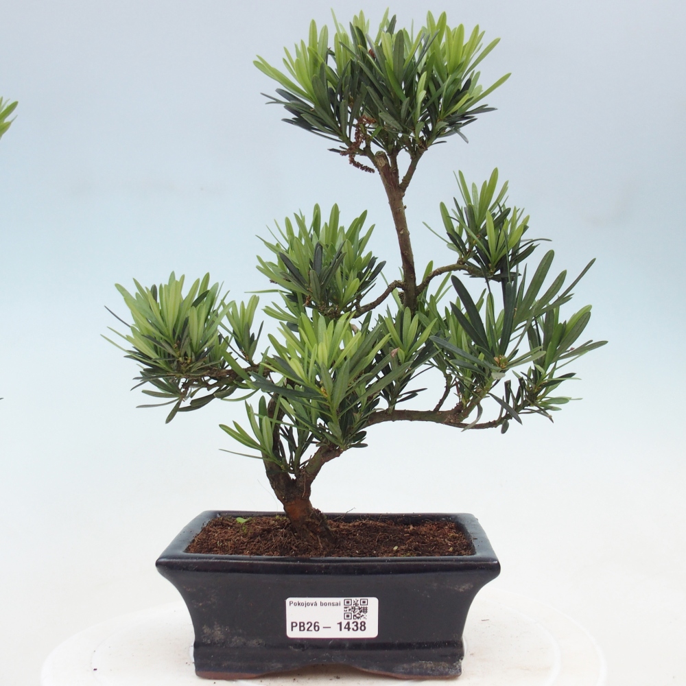 Pokojová bonsai - Podocarpus - Kamenný tis