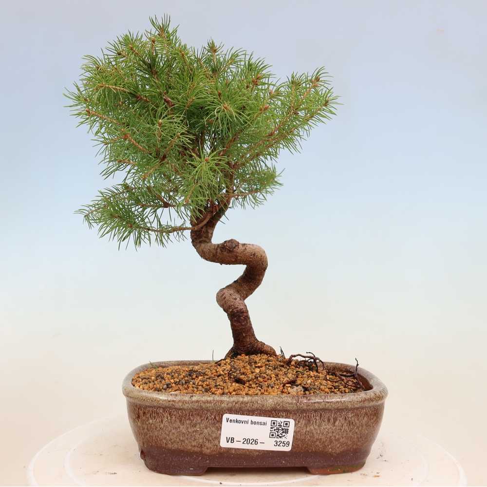 Venkovní bonsai- Smrk kulovitý - Picea glauca globe