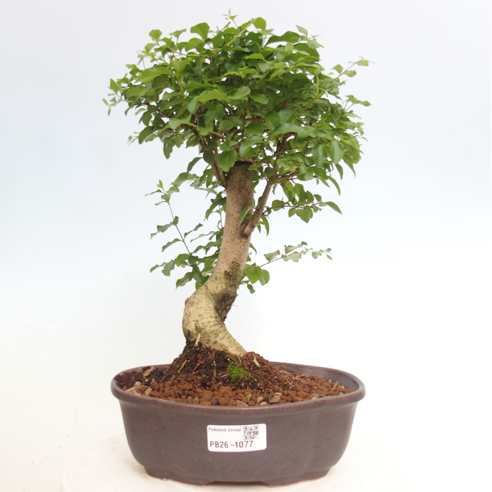 Pokojová bonsai -Ligustrum chinensis - Ptačí zob
