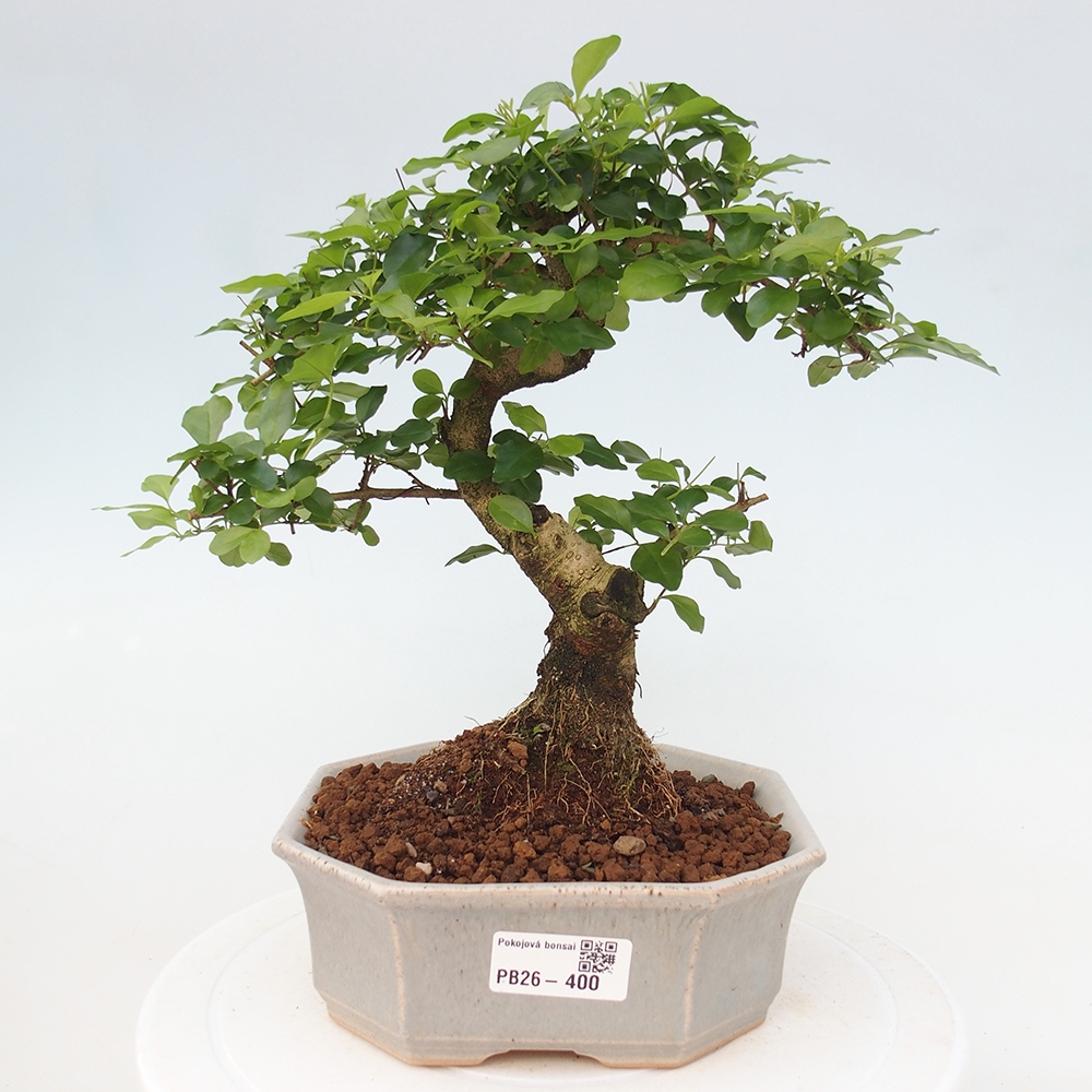 Pokojová bonsai -Ligustrum chinensis - Ptačí zob