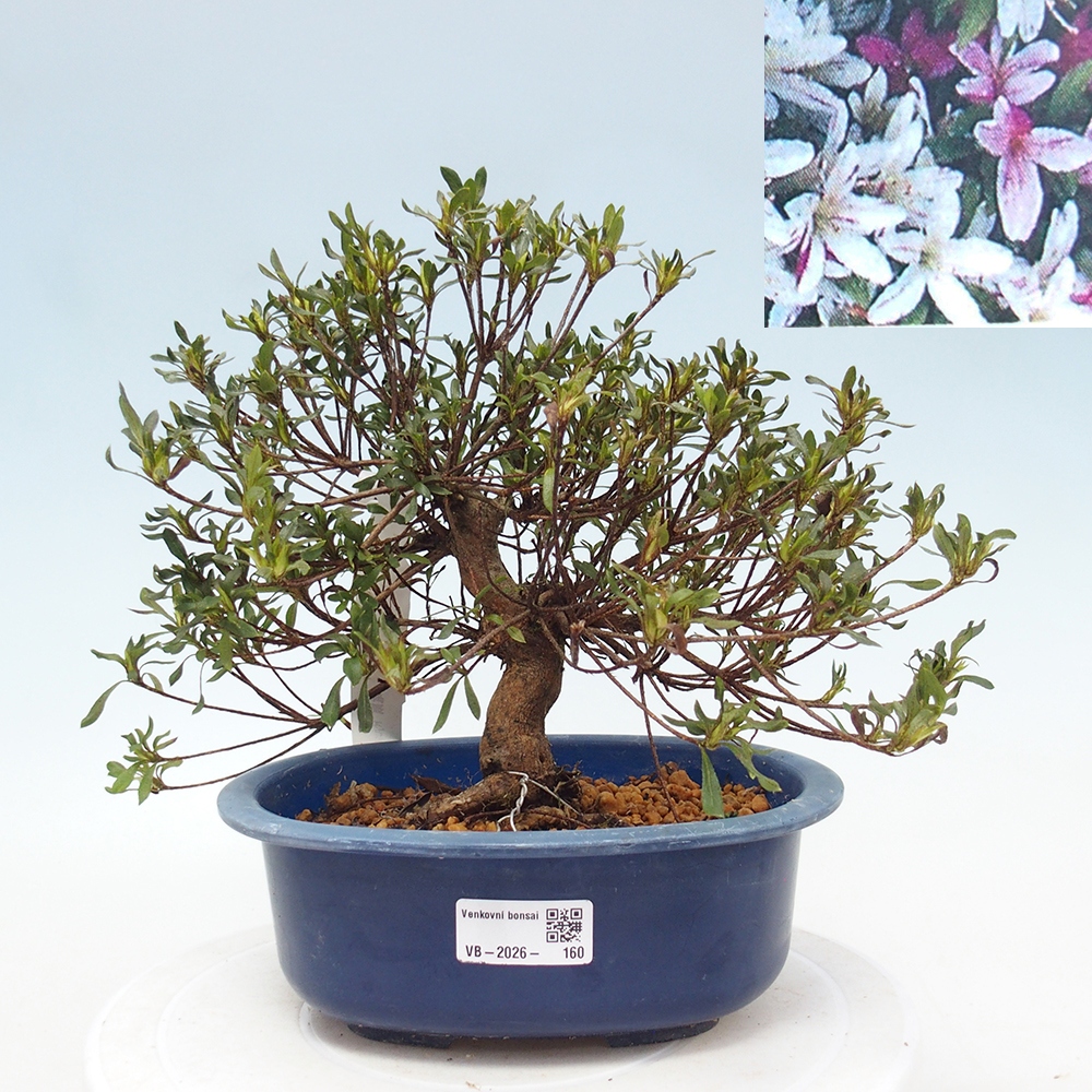 Venkovní bonsai - Japonská azalka - Azalea Ryusen