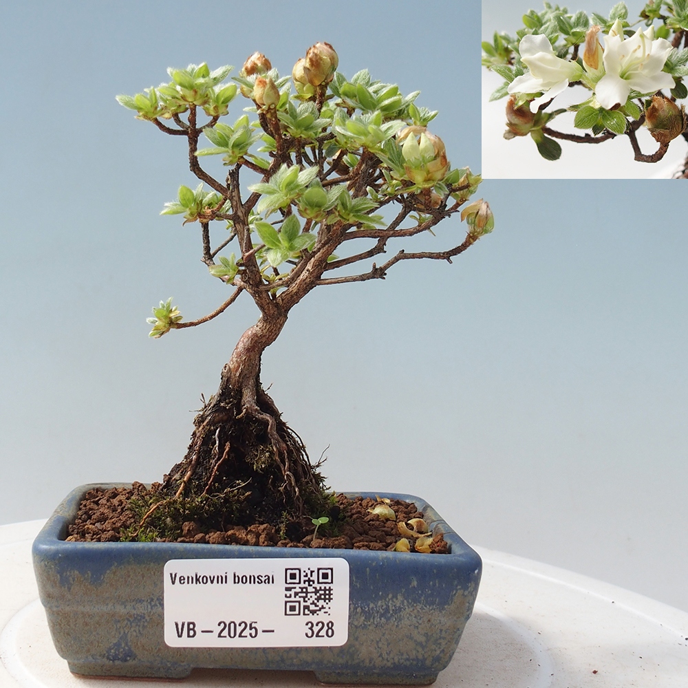 Venkovní bonsai - Rhododendron indicum - Japonská azalka