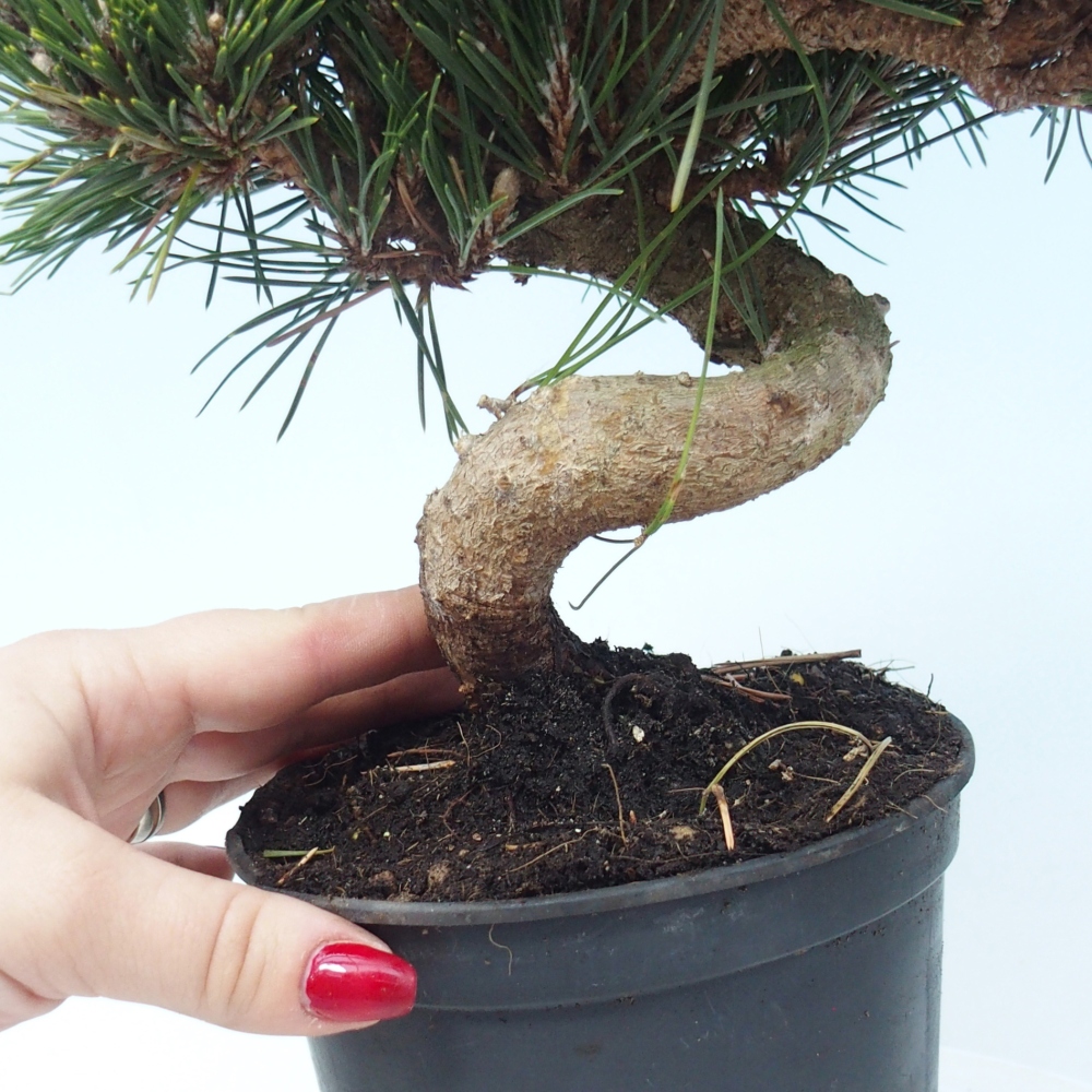 Venkovní bonsai - Pinus thunbergii senjyumaru - Borovice thunbergova