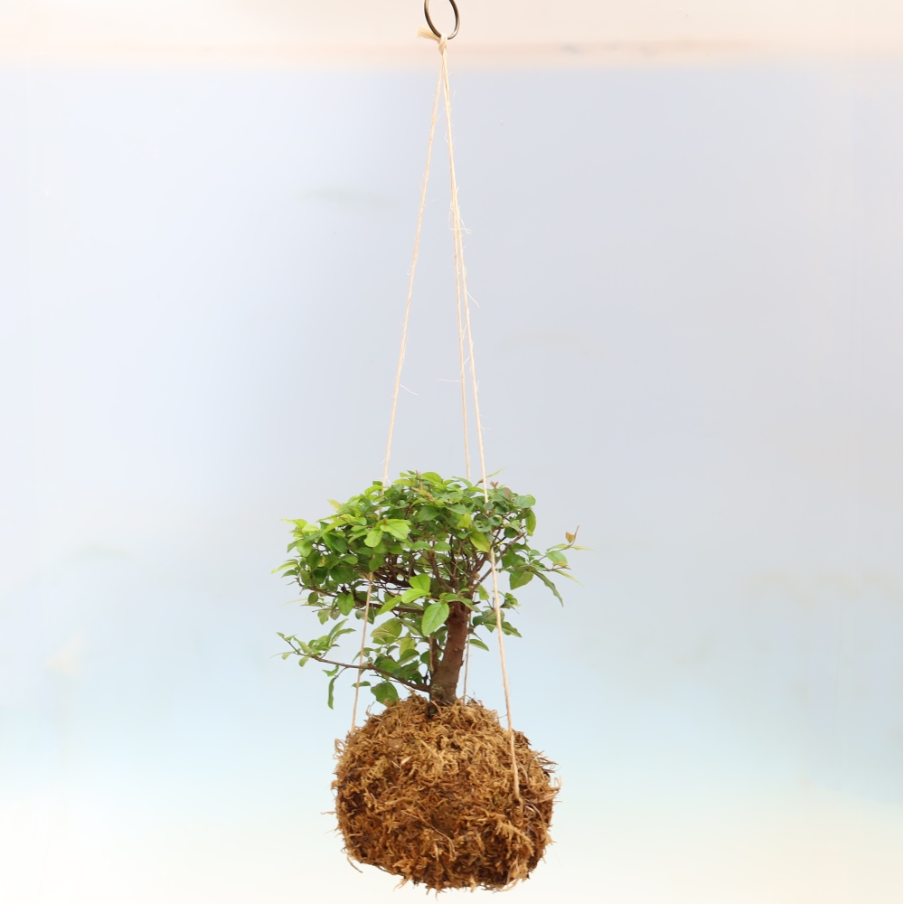 Kokedama v keramice -Sagerecia čajová - Sageretia thea