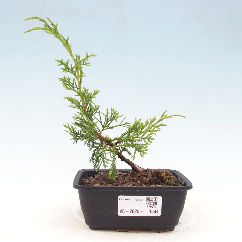 Venkovní bonsai - Juniperus chinensis Itoigawa -Jalovec čínský