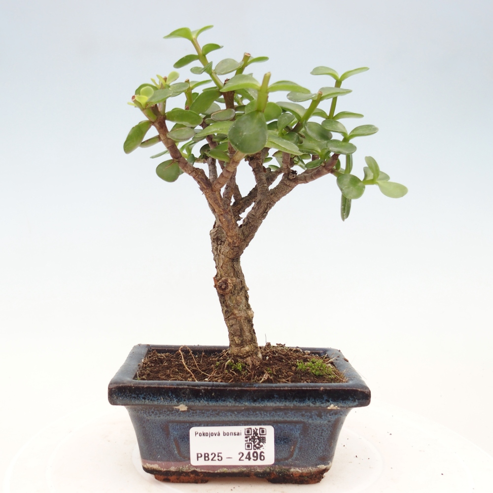 Pokojová bonsai - Portulakaria Afra - Tlustice