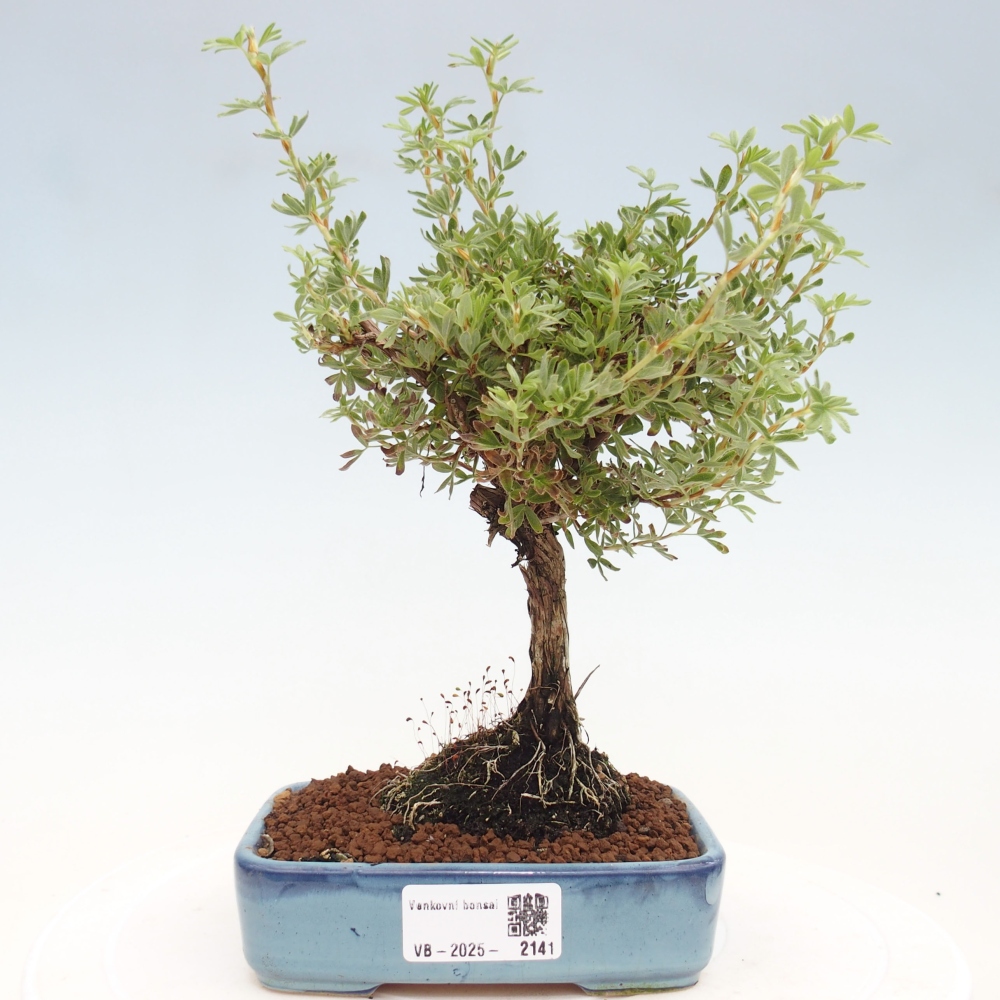 Venkovní bonsai-Mochna křovitá - potentila fruticosa yellow Bird