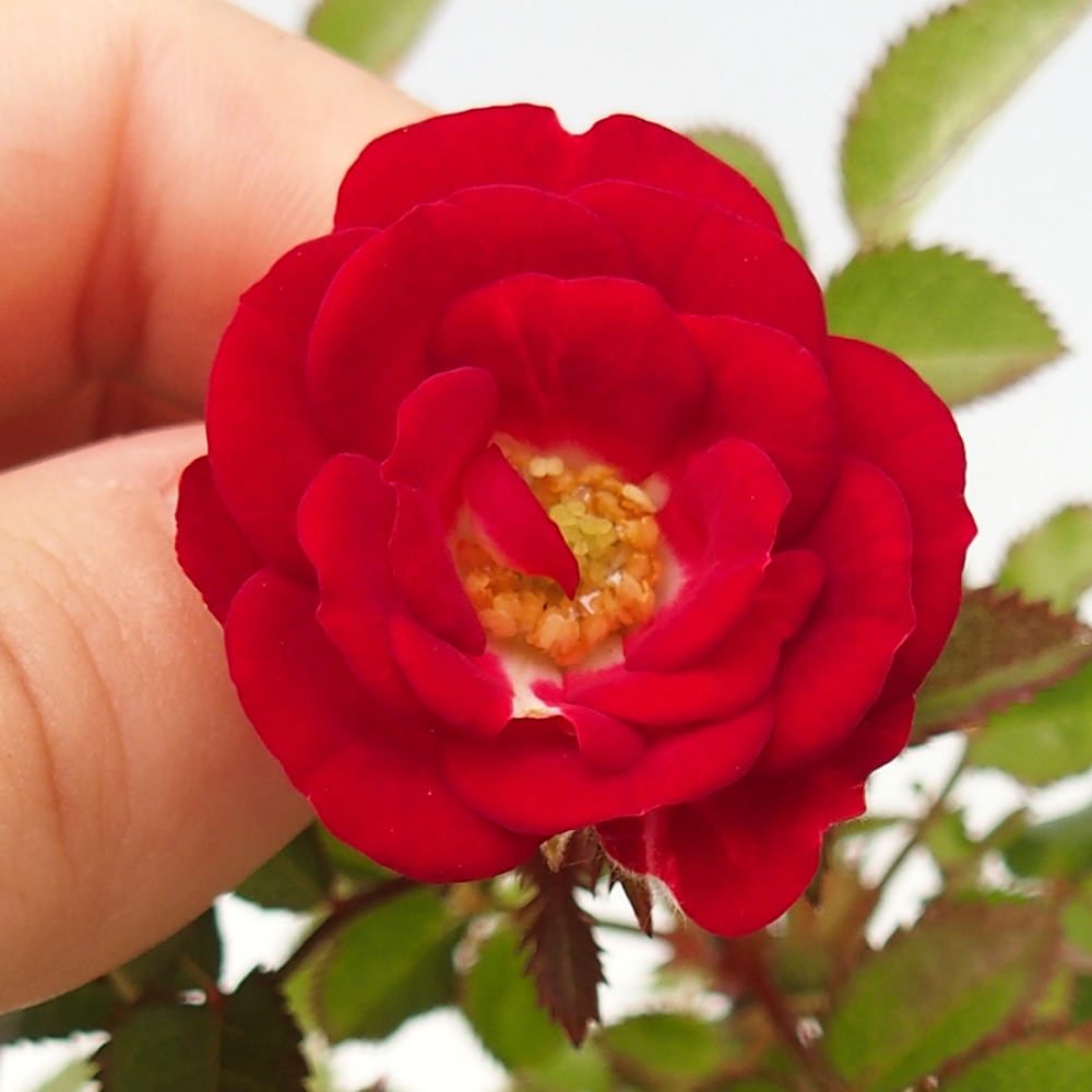 Venkovní bonsai - Rosa Kordes -  růže
