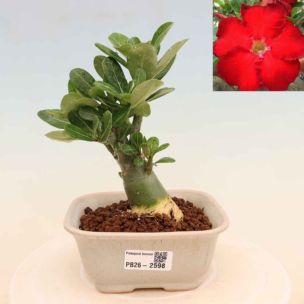 Pokojová bonsai - Adenium obesum Red Star - Pouštní růže