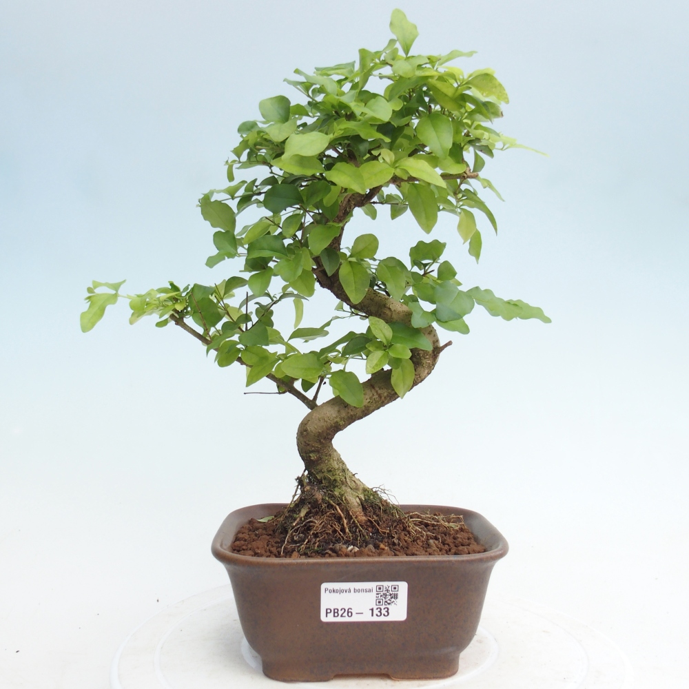 Pokojová bonsai -Ligustrum chinensis - Ptačí zob