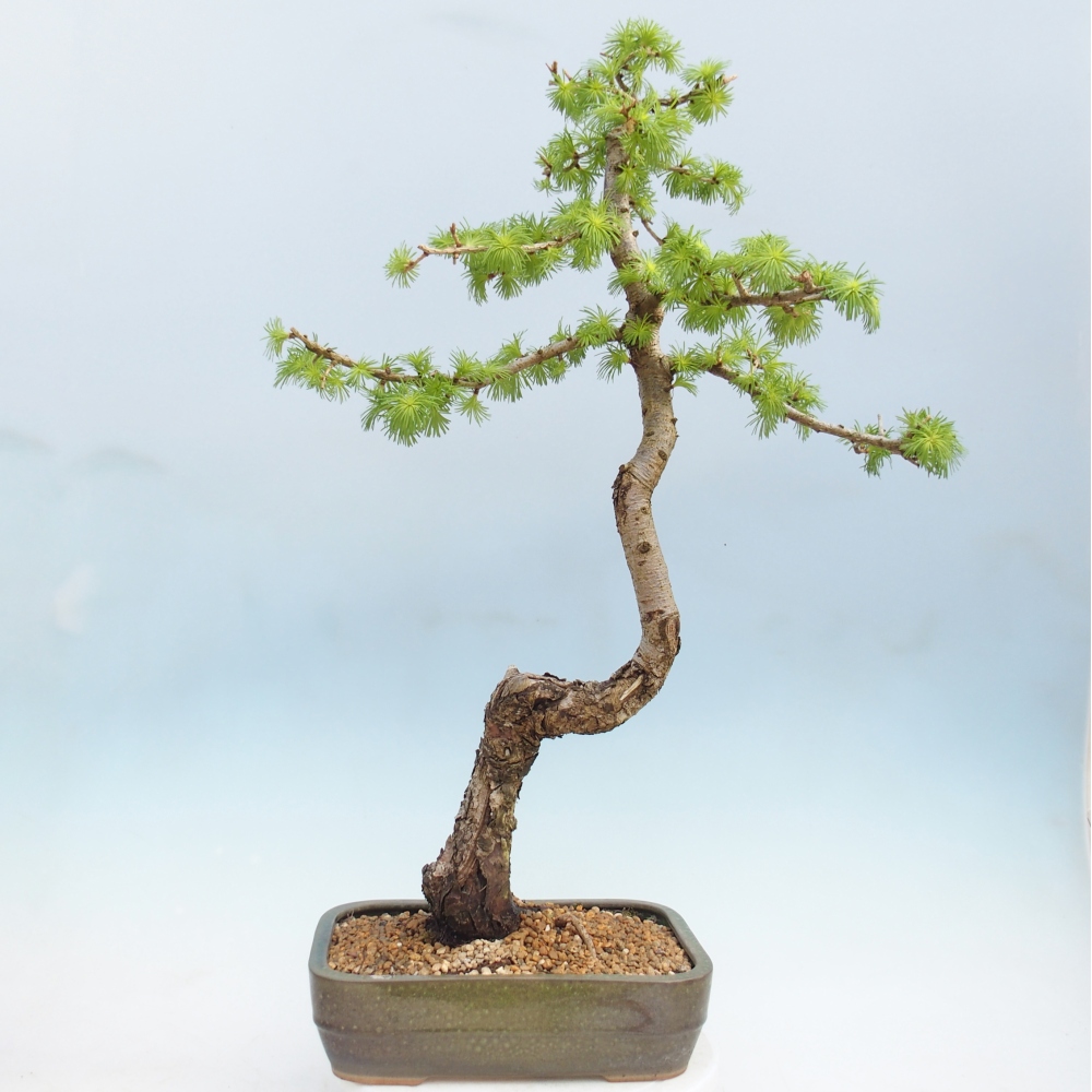 Venkovní bonsai -Larix decidua - Modřín opadavý 