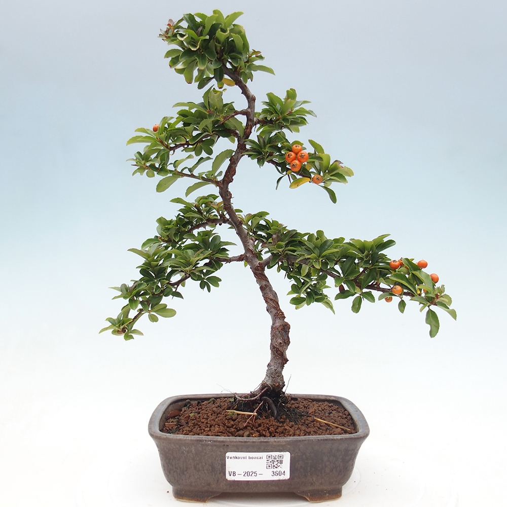 Venkovní bonsai-Pyracanta Teton -Hlohyně