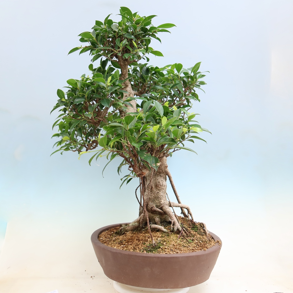Pokojová bonsai - Ficus kimmen -  malolistý fíkus