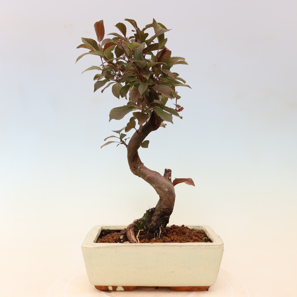 Venkovní bonsai -Malus domestica - Maloplodá jabloň červenolistá