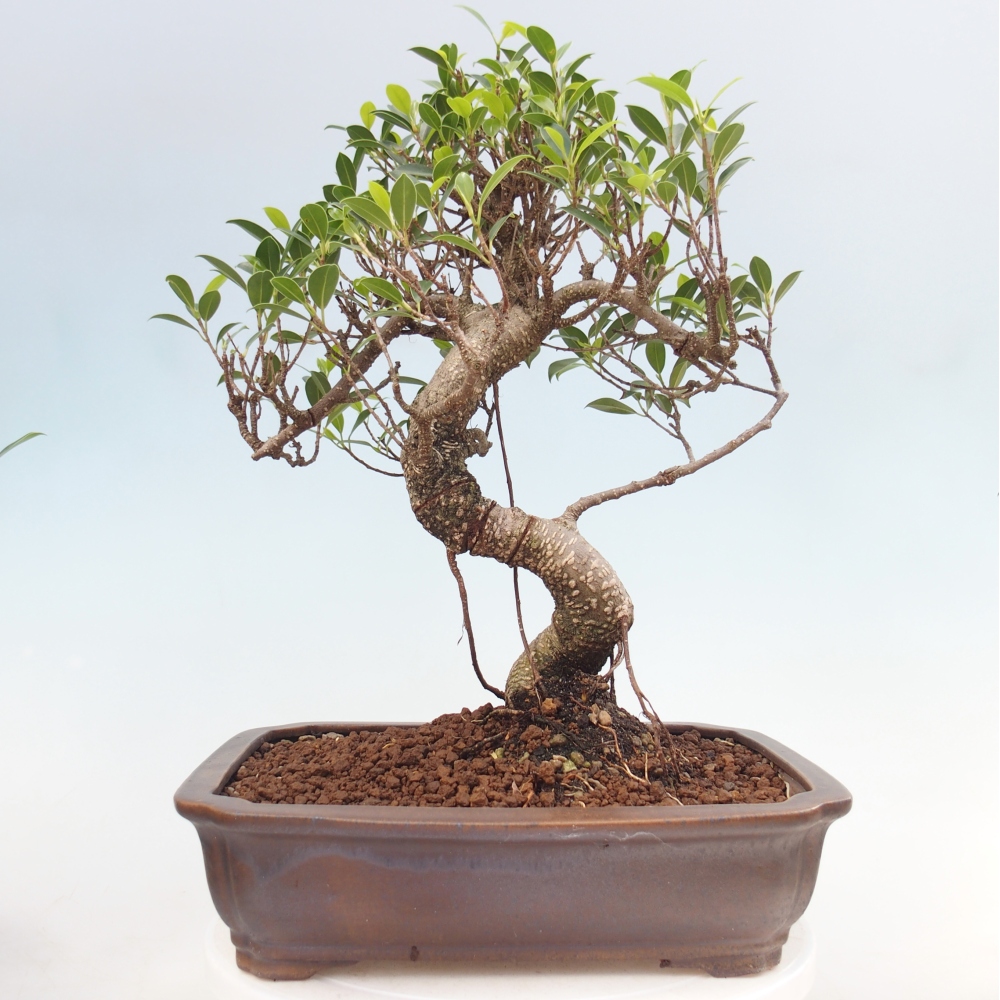 Pokojová bonsai - Ficus kimmen -  malolistý fíkus