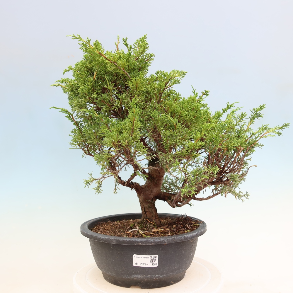 Venkovní bonsai - Juniperus chinensis Itoigawa-Jalovec čínský