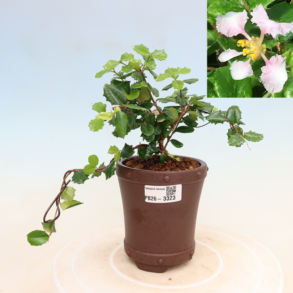 Pokojová bonsai - Malpígie barbadoská třešeň - Malpighia coccigera