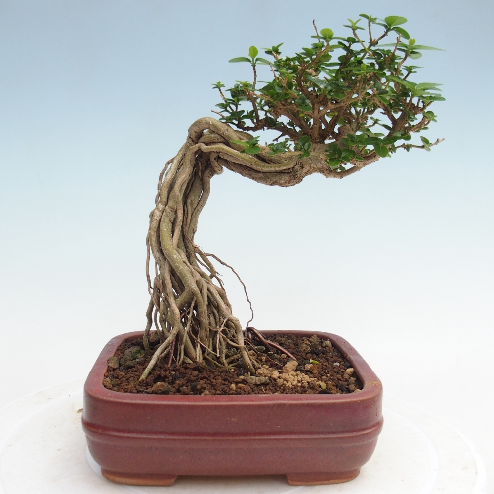 Pokojová bonsai - Premna serratifolia  - Kozlovoň malolistá
