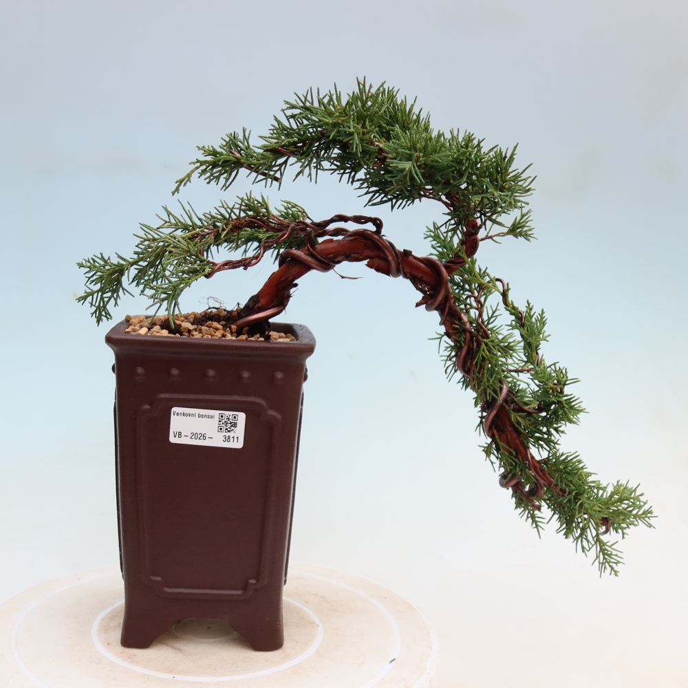 Venkovní bonsai - Juniperus chinensis Kishu -Jalovec čínský
