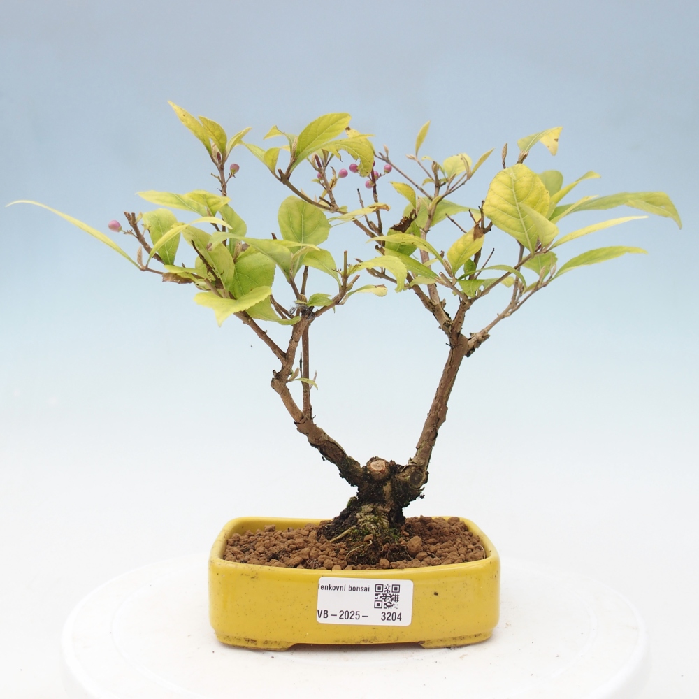 Venkovní bonsai - krásnoplodka - Callicarpa japonica