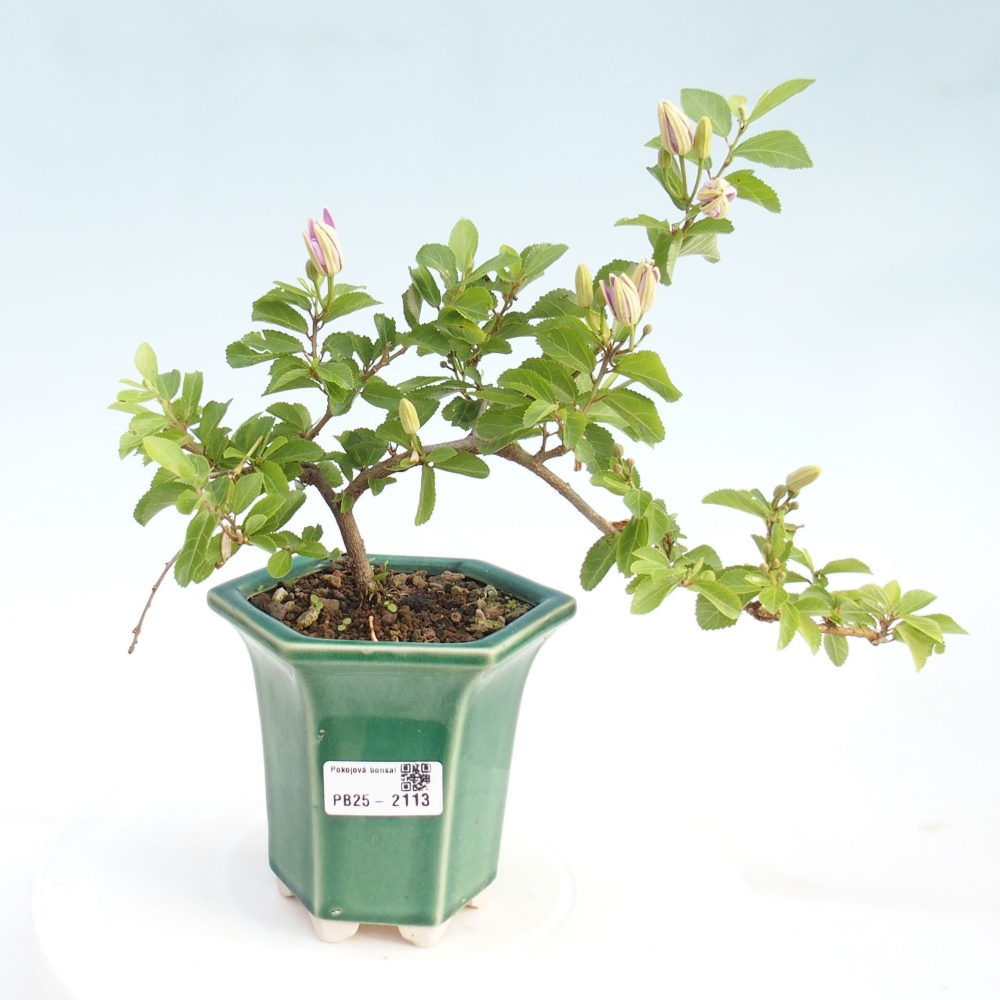 Pokojová bonsai - Grewia occidentalis - Hvězdice levandulová