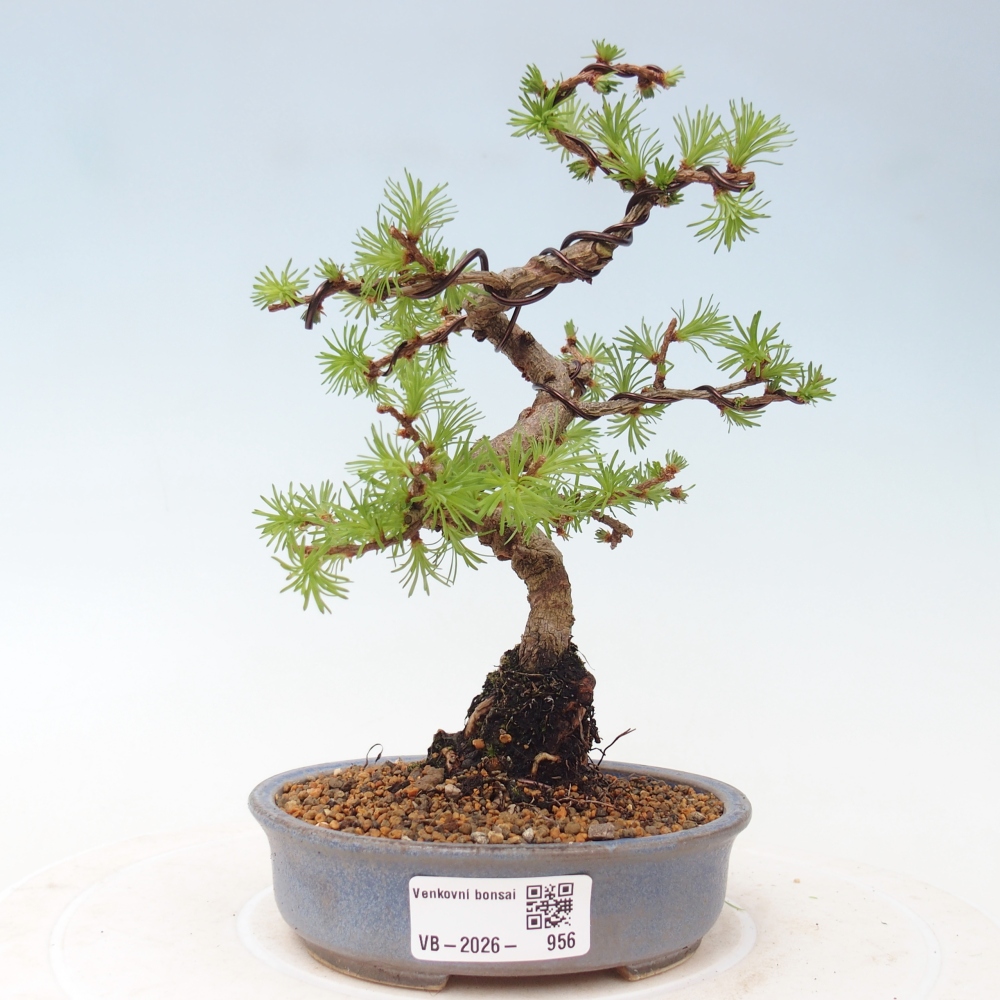 Venkovní bonsai - Larix Kaempferi - Modřín japonský