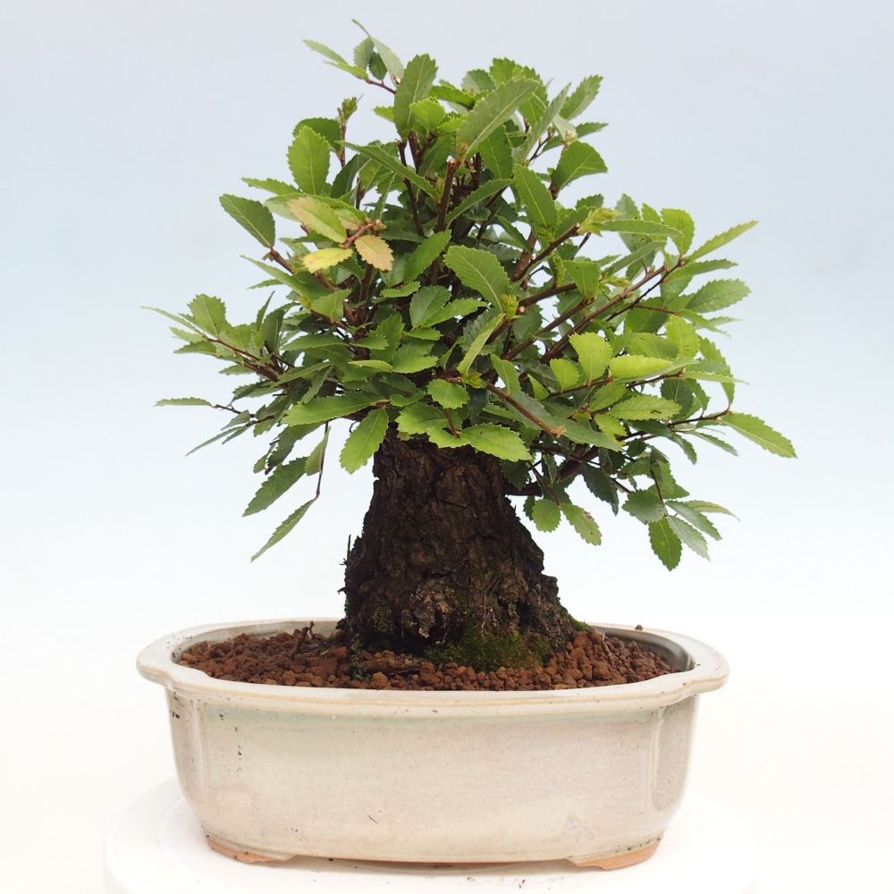 Venkovní bonsai - Zelkova - Zelkova NIRE