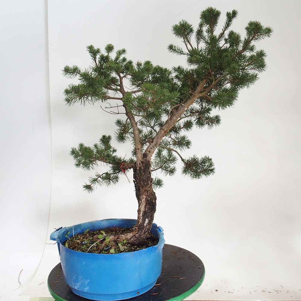Yamadori - Pinus sylvestris Španělsko