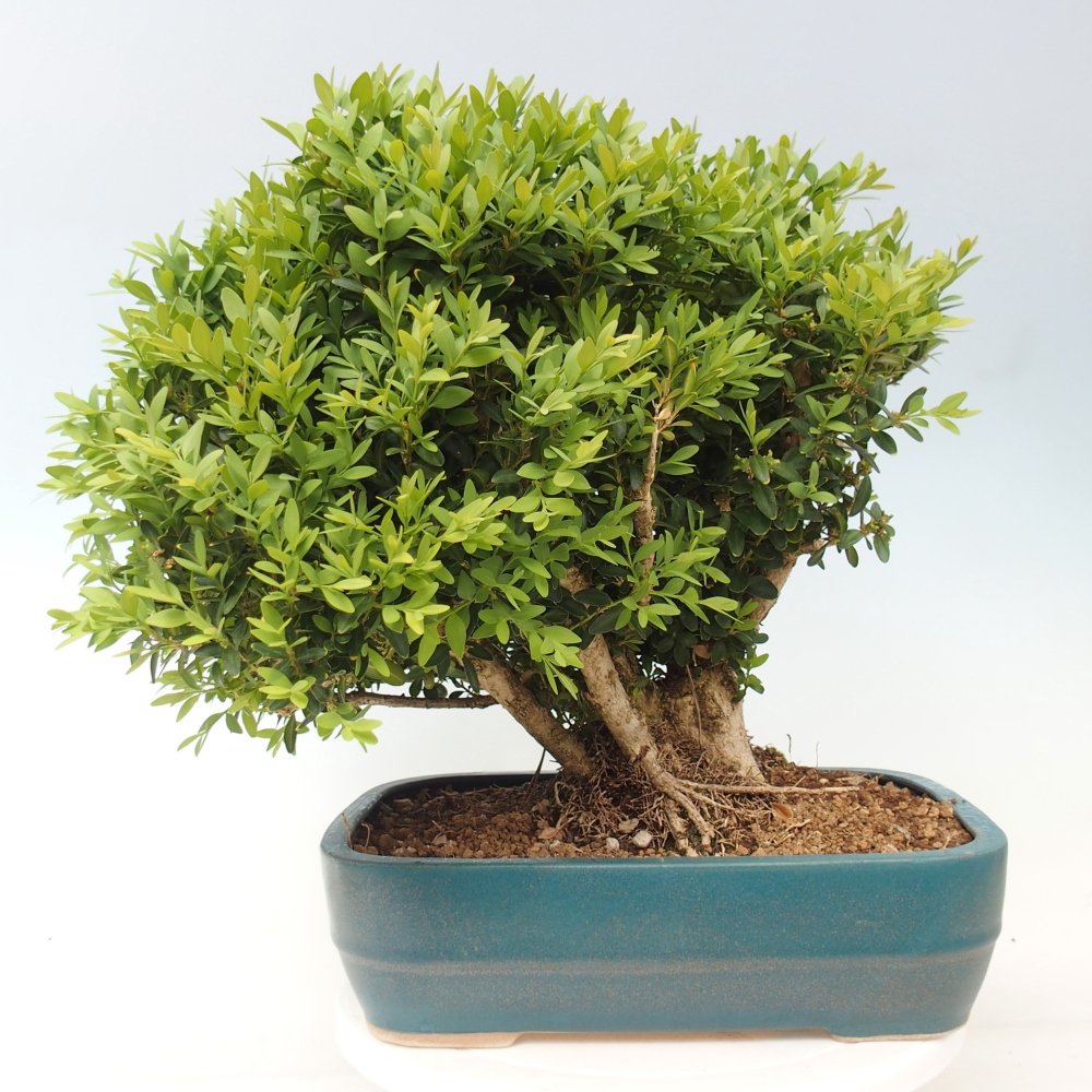 Venkovní bonsai - Buxus sempervirens - zimostráz